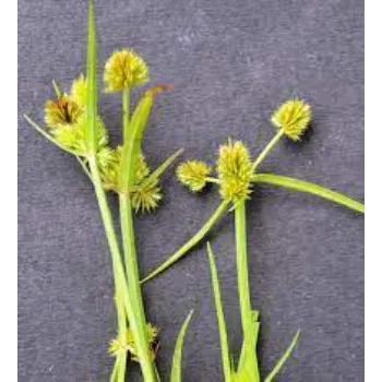 Cyperus Rotundus 